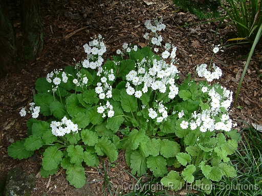 Primulas white